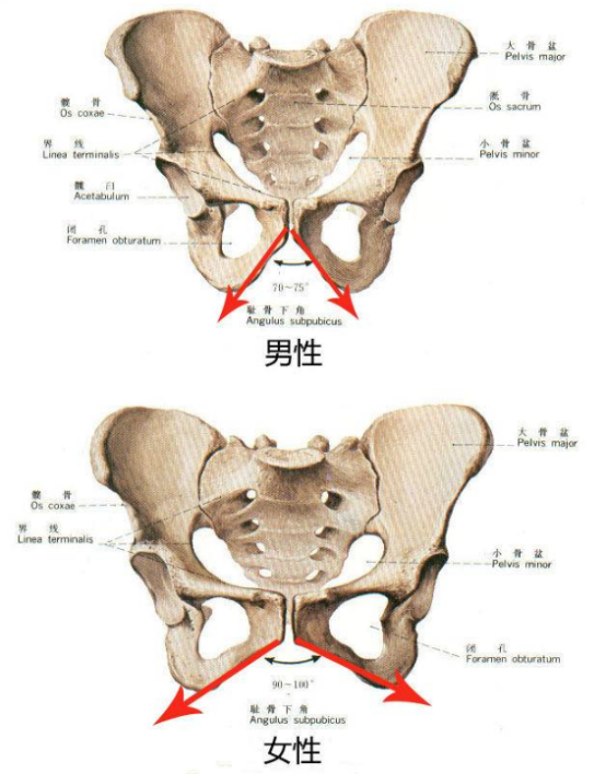 动漫人物臀部怎么画？插画师怎么才能画出结构完美的臀部？