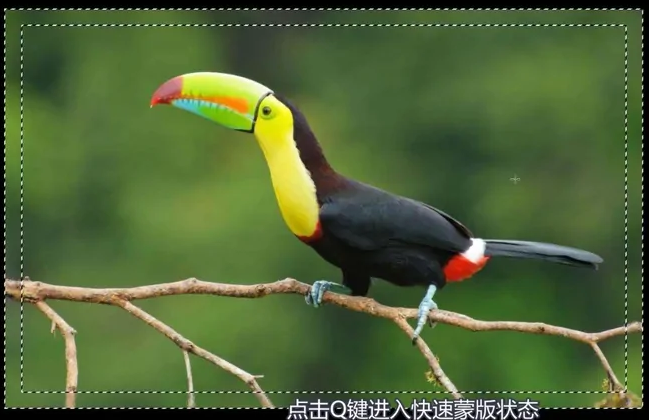 ps怎么使用快速蒙版给插画制作相框？ps给插画制作相框教程！