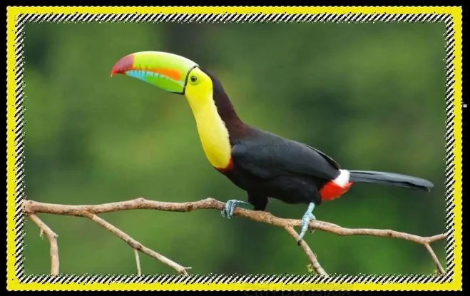 ps怎么使用快速蒙版给插画制作相框？ps给插画制作相框教程！